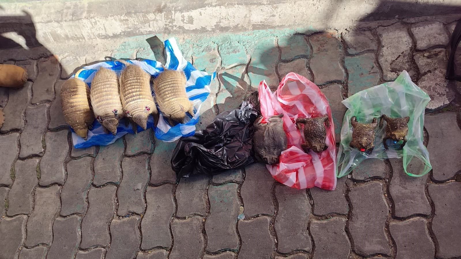 Secuestran quirquinchos y ranas disecadas en el mercado Las Brujas de La Paz