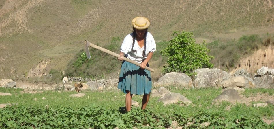 Campesinos de Tarija advierten una posible escasez de papa y choclo por el incremento del diésel e insumos agrícolas