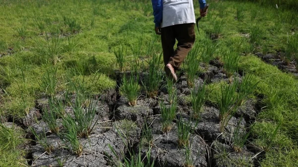 América latina empieza a notar los efectos climáticos de El Niño
