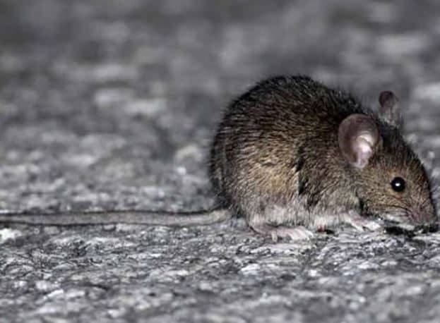 Reporta un caso de hantavirus procedente de Yacuiba y mantiene investigación