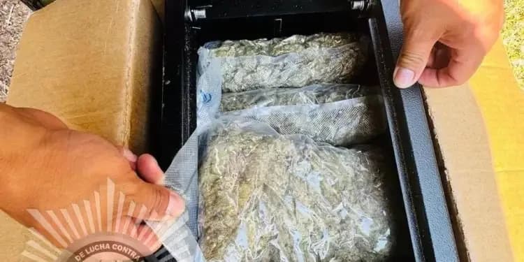 FELCN incauta cocaína y marihuana camufladas en un saco de boxeo